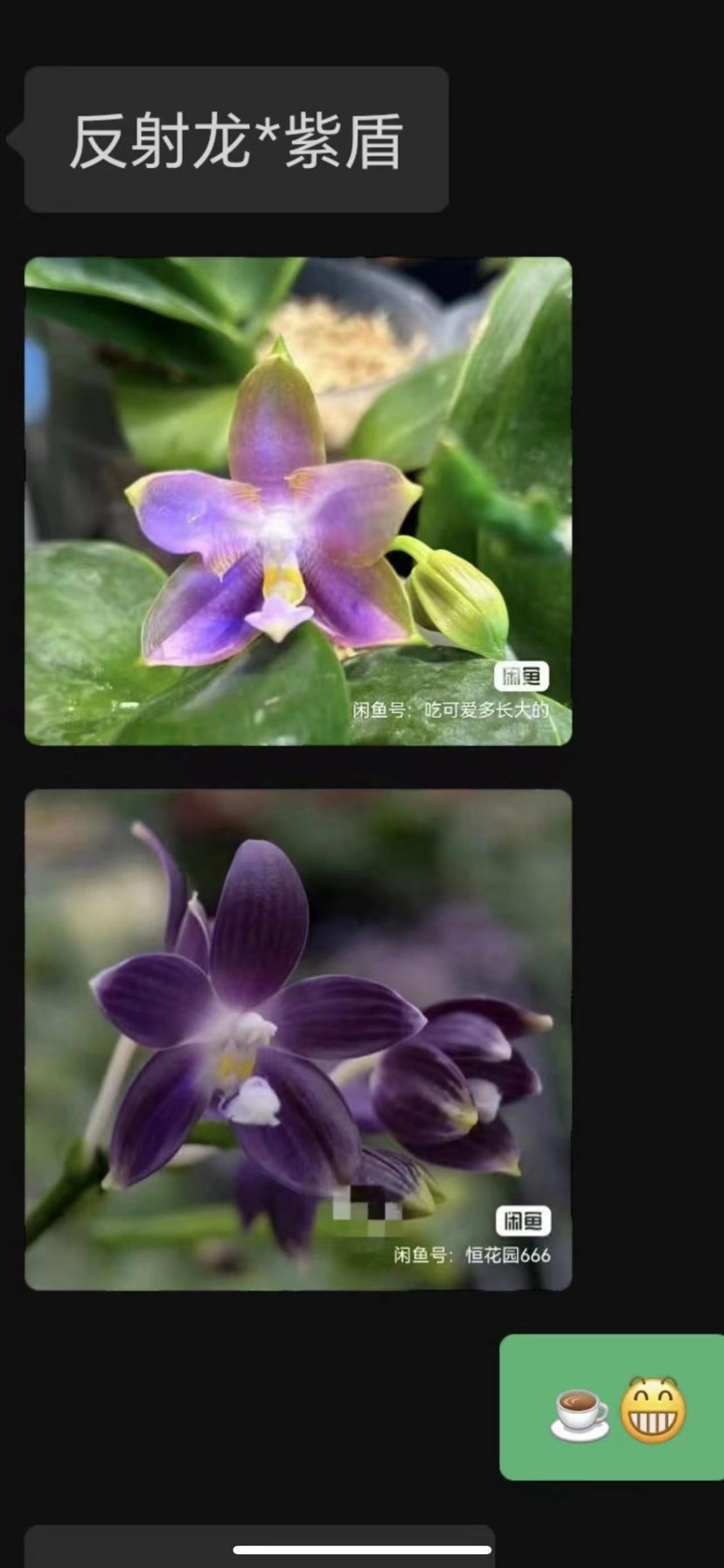 蝴蝶兰原生苗反射龙交紫盾1.7寸杯宝宝苗（苗子有点小）