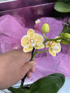 蝴蝶兰雅风黄金豹2.8寸杯带花带花苞发货(消包无售后)介意勿拍