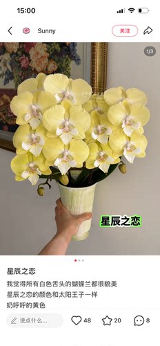 蝴蝶兰星辰之恋3.0寸杯不带花剑