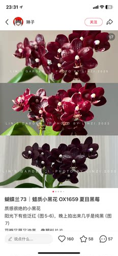 蝴蝶兰苗叶损苗夏目黑莓3.0寸杯