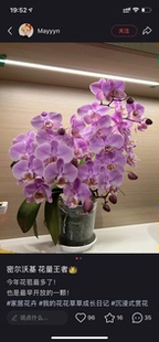 蝴蝶兰【密尔沃基】2.8寸杯带花剑