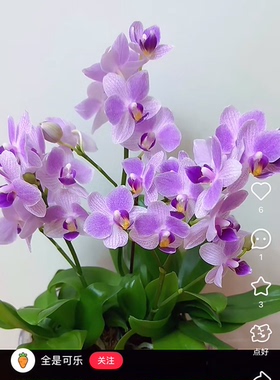 蝴蝶兰蓝雀2.8寸杯刚升杯不久介意勿拍