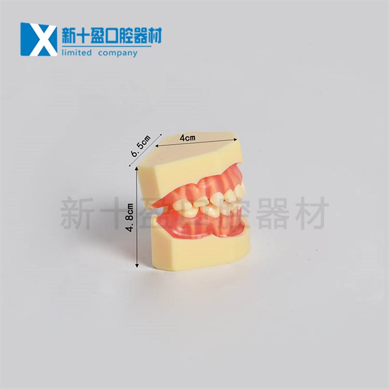 牙科口腔教学模i型 标准乳牙可拔牙模型 20颗儿童可拔牙 软牙龈