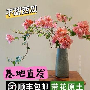开花阳台爬藤垂丝稀有品种阳台窗台花卉 不甜西瓜三角梅原生苗四季