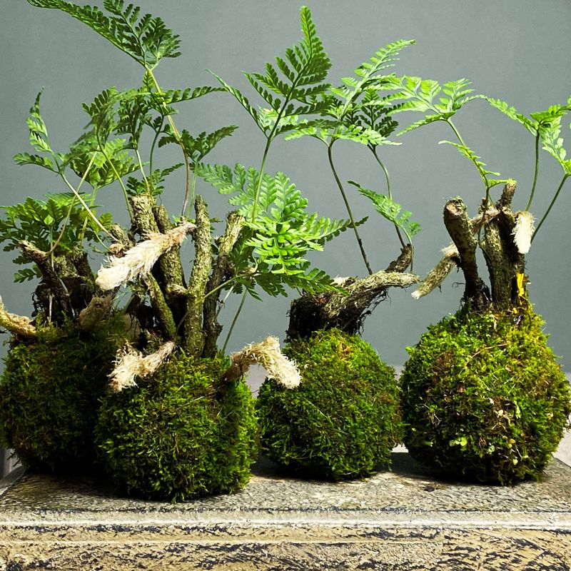 狼尾蕨老桩假山造景耐干耐湿易养绿植吸水石盆景盆栽老苗造景植物