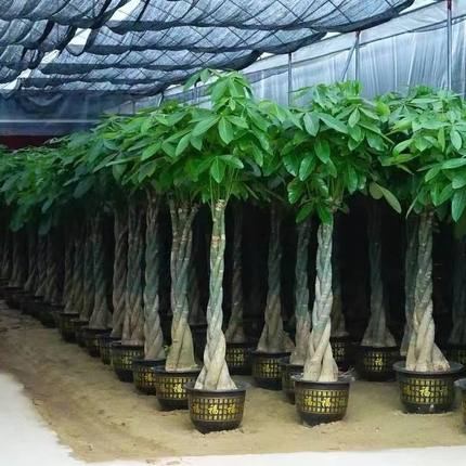 发财树大棵盆栽室内植物客厅绿植大型室内开业办公室摆件乔迁招财