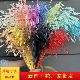 漂白小盼草干花永生花装饰花材干树叶天然叶子植物手diy南栖于野