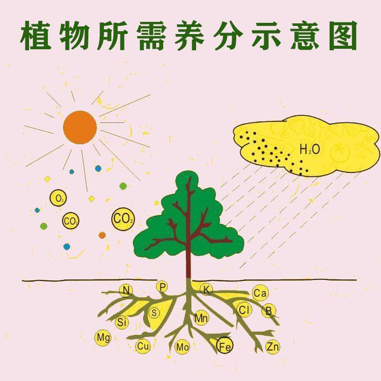 柿子专用肥料柿子树苗有机肥复合肥果树苗肥植物盆栽地栽专用肥