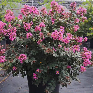 有寻植物 紫薇树苗盆栽花苗阳台庭院花卉地栽绿化带灌木耐寒室外