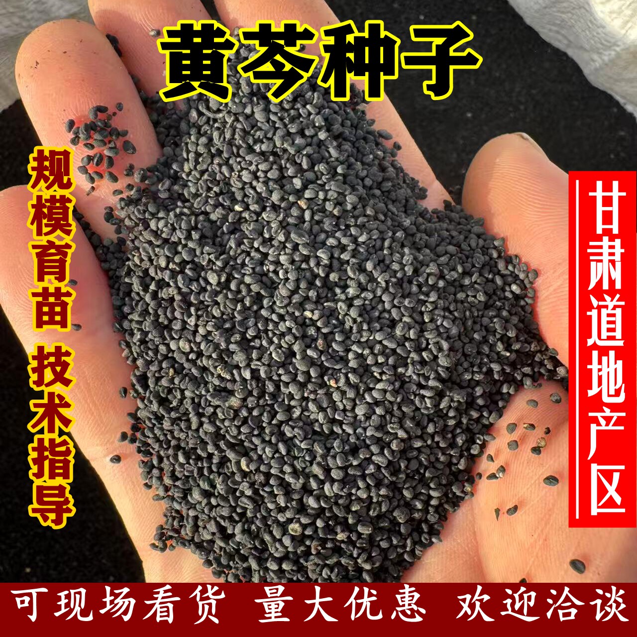 甘肃道地产区黄芩种子量大优惠
