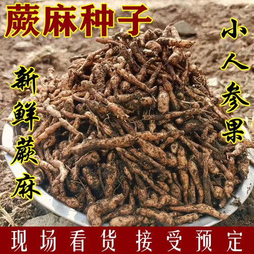 新鲜蕨麻500g小人参果/新鲜蕨麻甘肃高原特产野生蕨麻特大果
