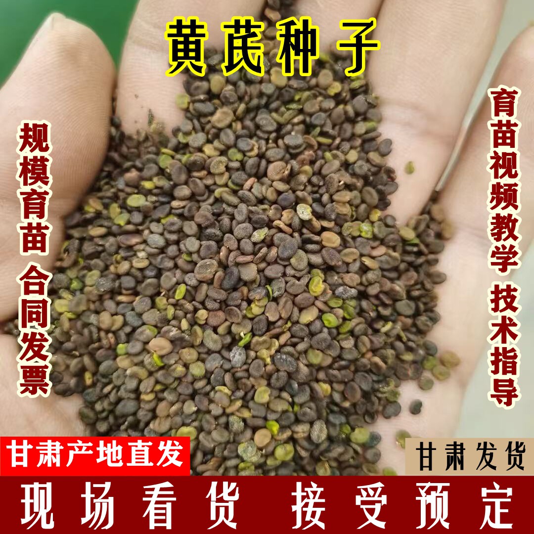 黄芪种子500g甘肃药材种苗黄