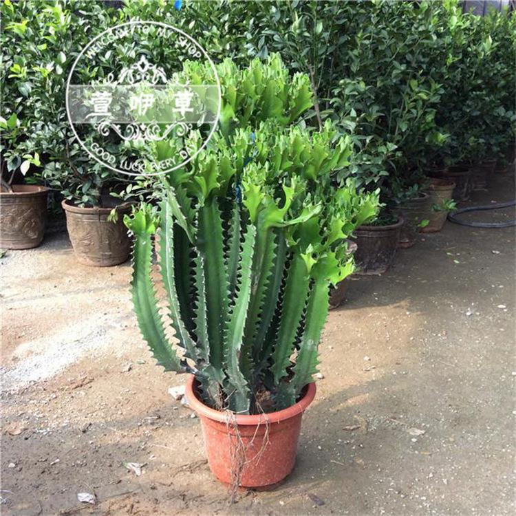 龙骨仙人掌盆栽 青龙骨 绿植多肉植物 龙骨办公室花卉