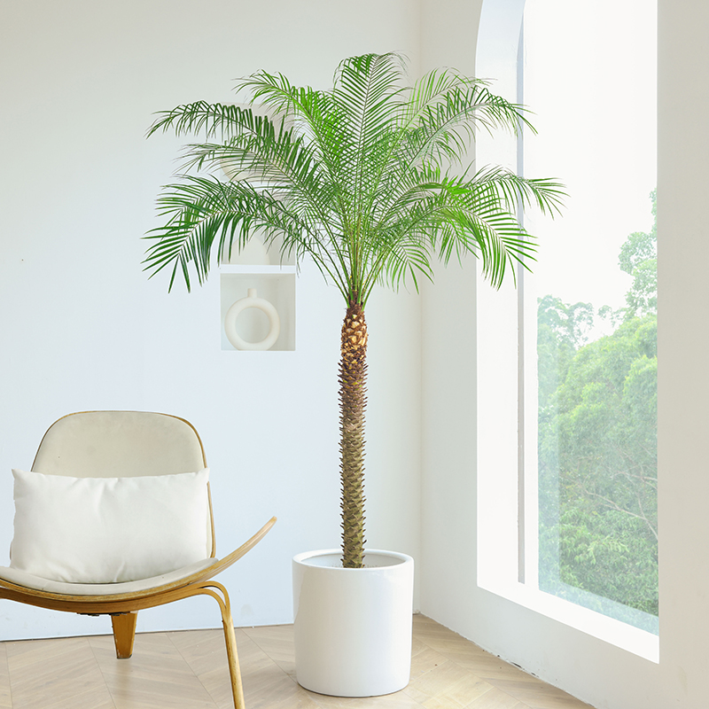 针葵盆栽椰子树室内大型客厅绿植刺葵棕榈树室外阳台热带植物庭院