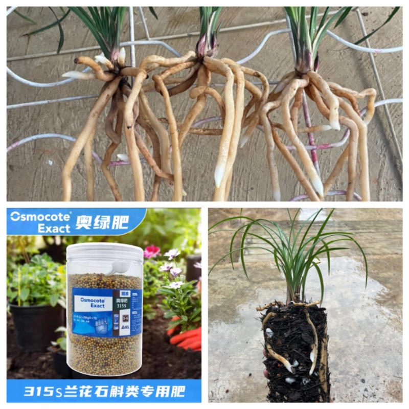 兰花专用缓释肥奥绿肥营养肥盆景多肉园艺控肥效期6个月1000g罐装