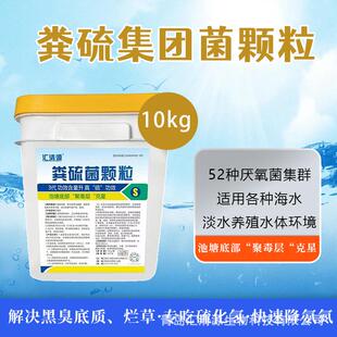 粪硫菌水产养殖专吃硫化氢快速降氨氮解决黑臭底质粪硫菌净化水质