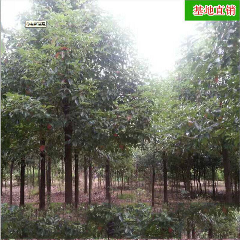 批发香樟树园林工程造型绿化苗木庭院精品常绿乔木湖南基地直销