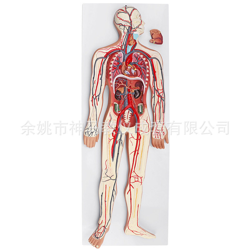SM917逼真人体血液循环模型