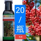 缅甸野生花果油樱花御米油批发香果油臭油果油直接喝 花果油