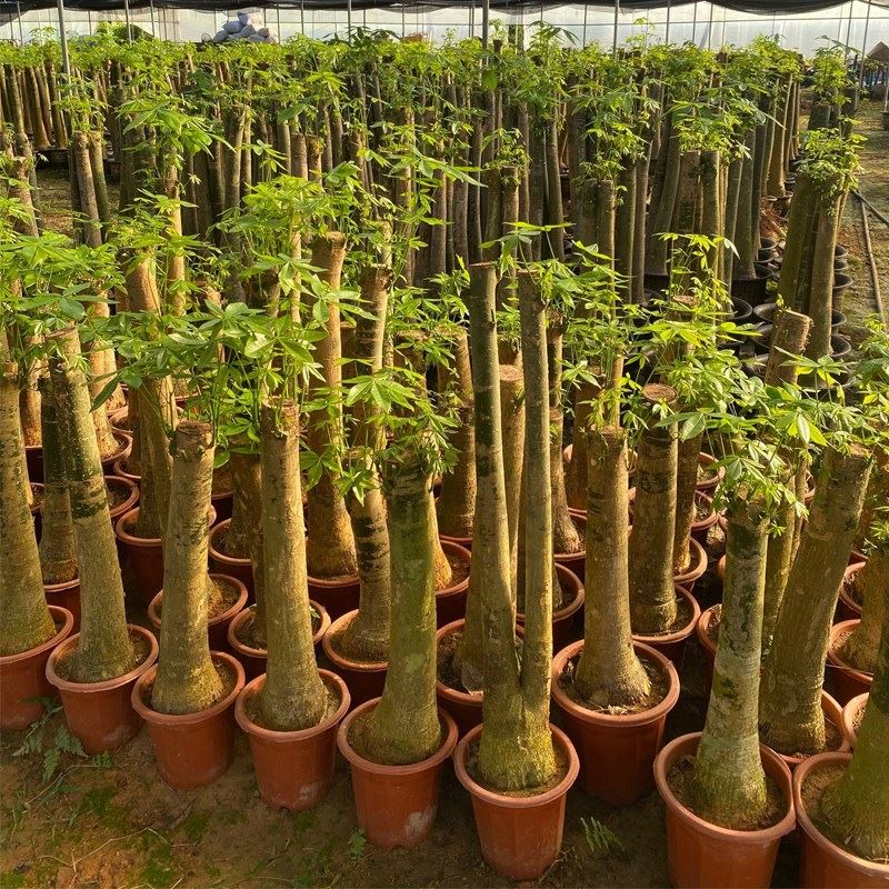 发财树盆栽大独杆植物客厅室内树桩粗杆步步高升大棵绿植花卉