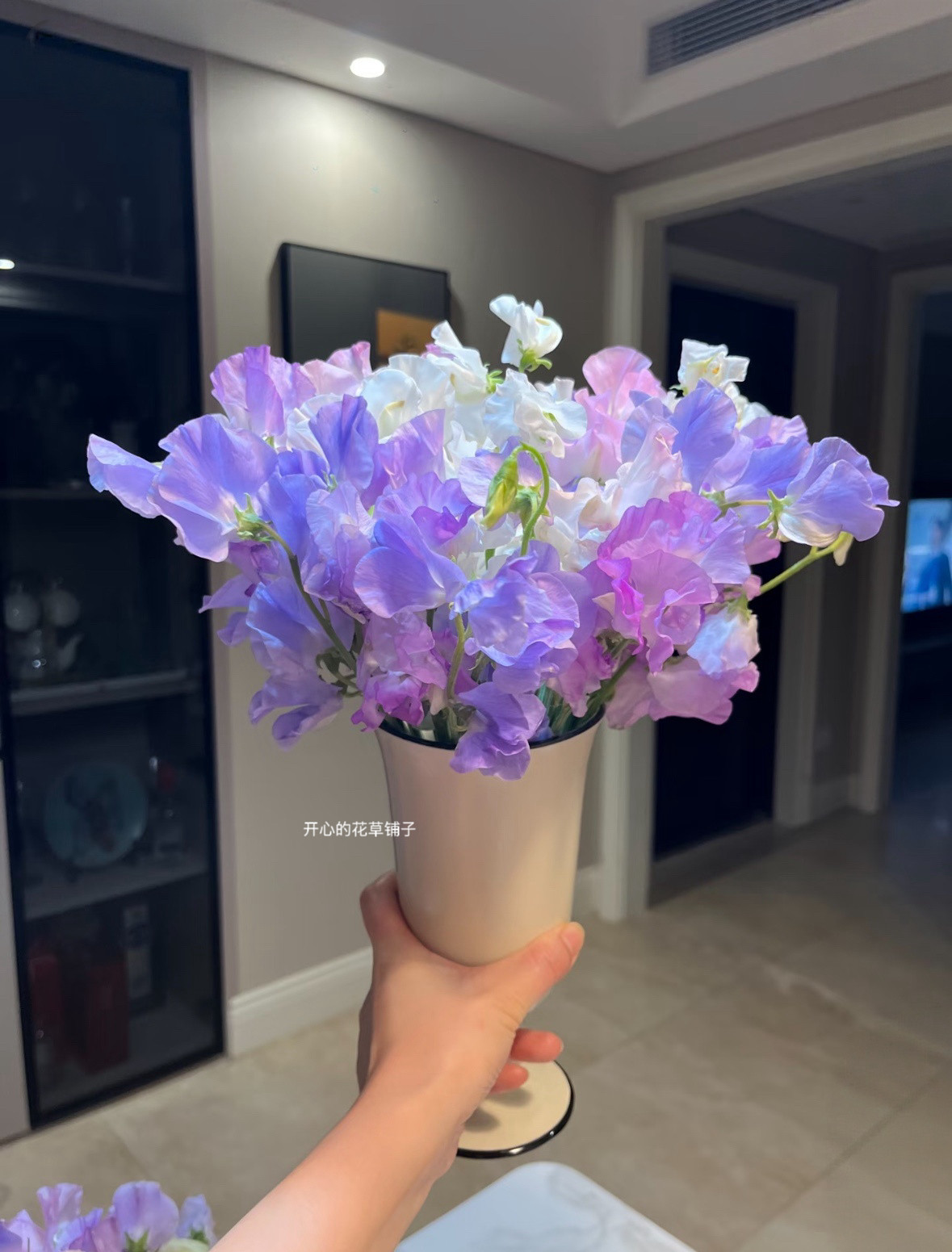 进口香豌豆盆栽 带花香 可爬藤 耐寒宿根花卉 庭院花园阳台