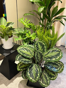 孔雀竹芋 净化空气宠物友好 耐阴好养 多年生 客厅书房室内