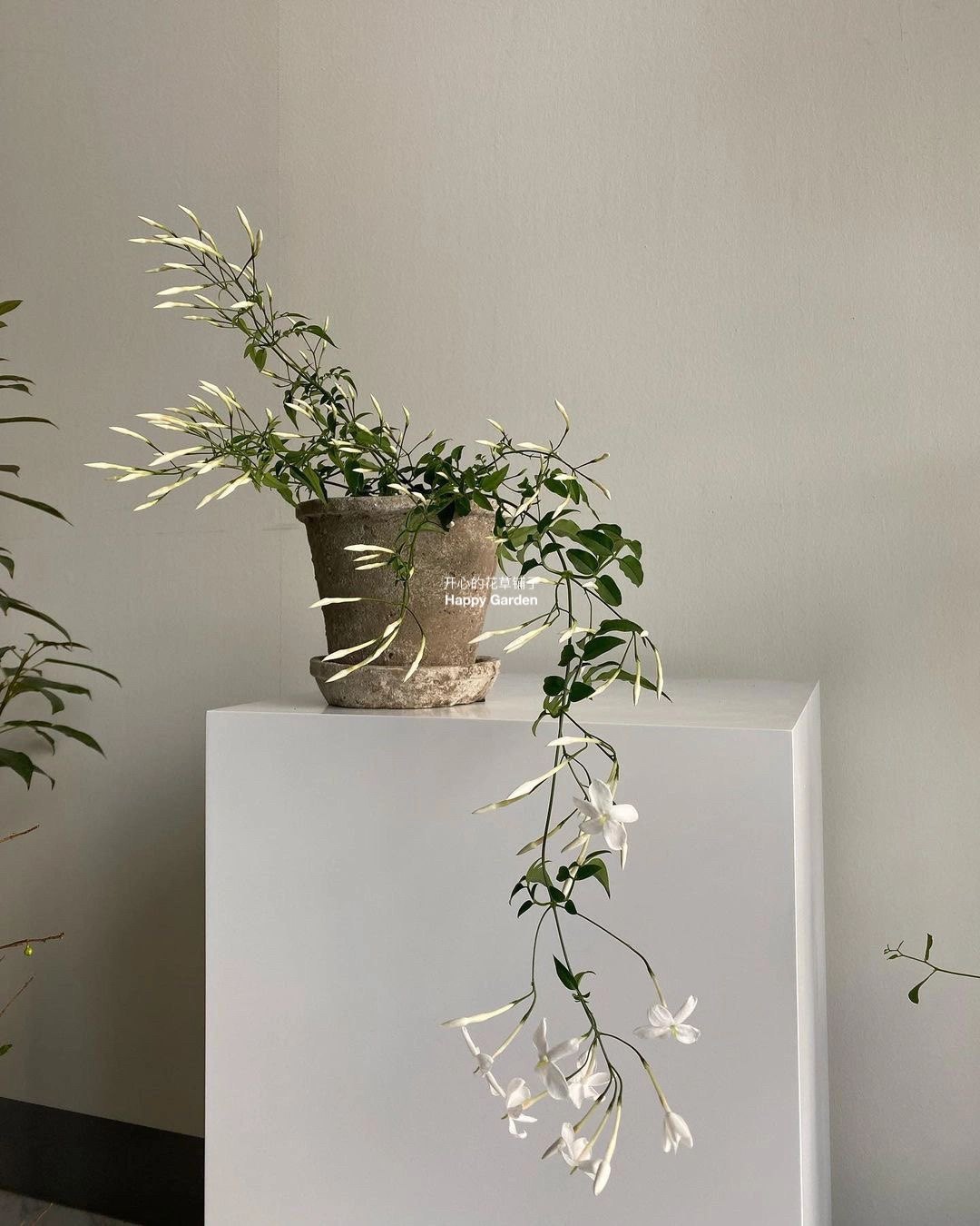 进口多花素馨盆栽 耐热耐晒 多年生可垂吊爬藤 爆花 庭院阳台室内