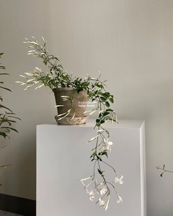 进口多花素馨盆栽 耐热耐晒 多年生可垂吊爬藤 爆花 庭院阳台室内