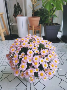 进口玛格丽特 多年生耐寒耐热可扦插 庭院阳台春天爆花