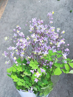 庭院花园耐荫植物唐松草紫雾紫花宿根花卉1加仑盆苗夏季开花