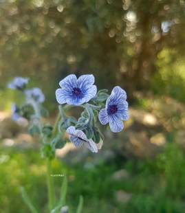 毛绒紫草 克汀琉璃草盆栽 多年生耐寒耐热庭院阳台花园