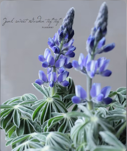 羽扇豆蓝帽 德克萨斯矮生羽扇豆 观花赏叶 花量大 庭院阳台花园