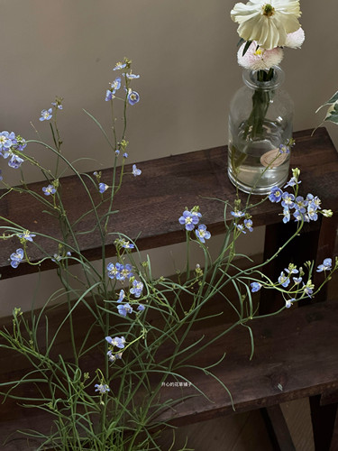 进口艳丽喜光芥 日冠花 耐寒耐热 飘逸灵动 庭院阳台花园