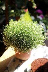 满天星盆栽阳台庭院耐晒 花期长 好养植物原盆原土花期长带花苞发