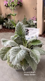 进口银灰蓝花鼠尾草 月神 多年生 耐寒耐热 庭院阳台室内