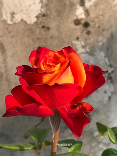 法国切花火焰月季 花期长 耐寒耐热 多年生 庭院阳台花园