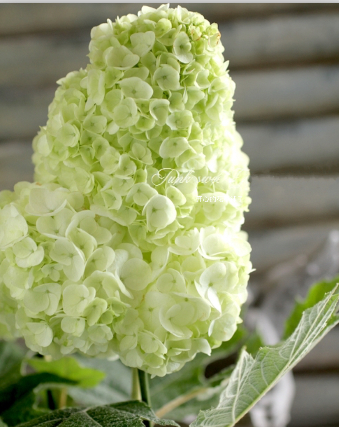 栎叶绣球盆栽 和声 耐热耐寒 好养易活 庭院阳台花园