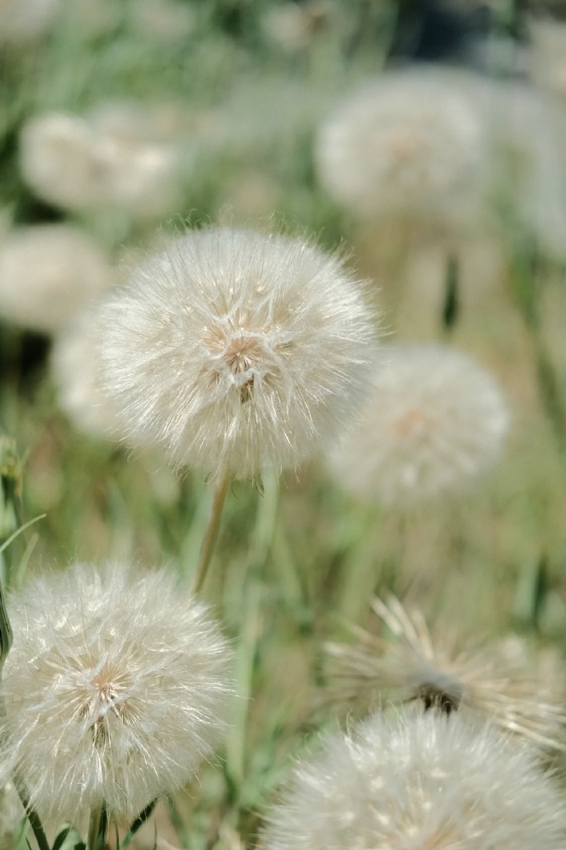 婆罗门参巨型蒲公英Tragopogon pratensis两年生花园植物