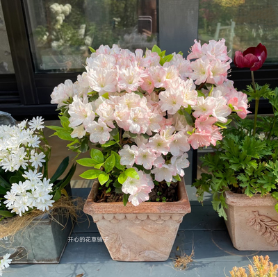 日本进口杜鹃花盆栽 东洋杜鹃花 耐寒耐热耐阴 庭院阳台花卉