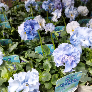 进口皱边角堇 青之幻想江源小花 花期长耐寒冬季好养阳台花园