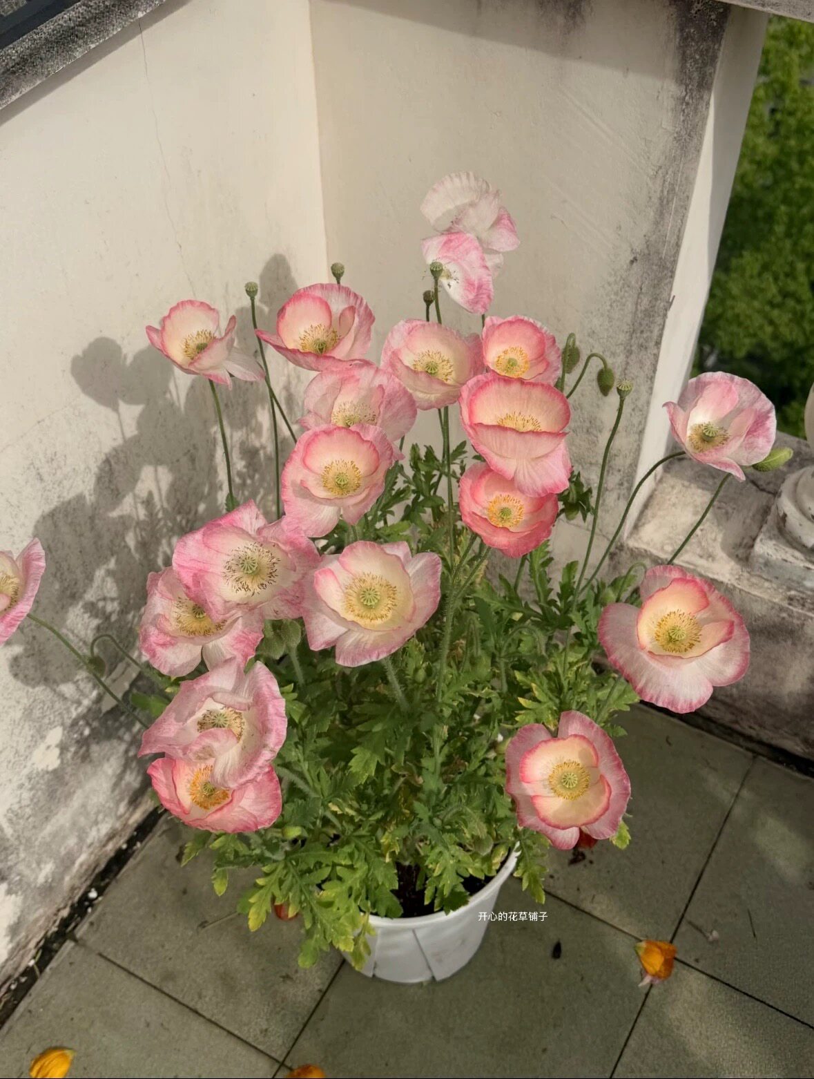 进口虞美人盆栽 灰雪莉珍珠贝母 耐寒 花园庭院花卉植物 春季开花