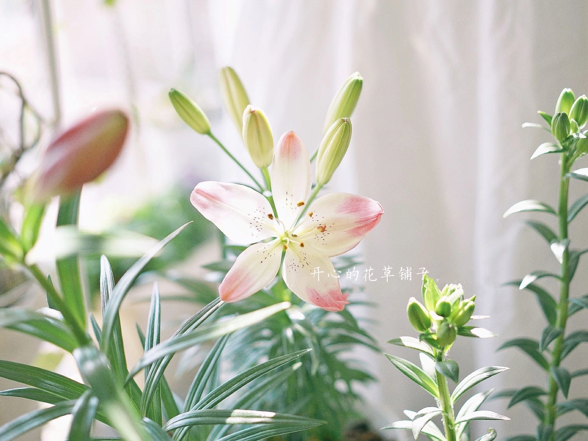 进口百合花盆栽 带甜花香 球根花卉 多年生 庭院阳台室内耐热盆栽 鲜花速递/花卉仿真/绿植园艺 时令草本花卉 原图主图