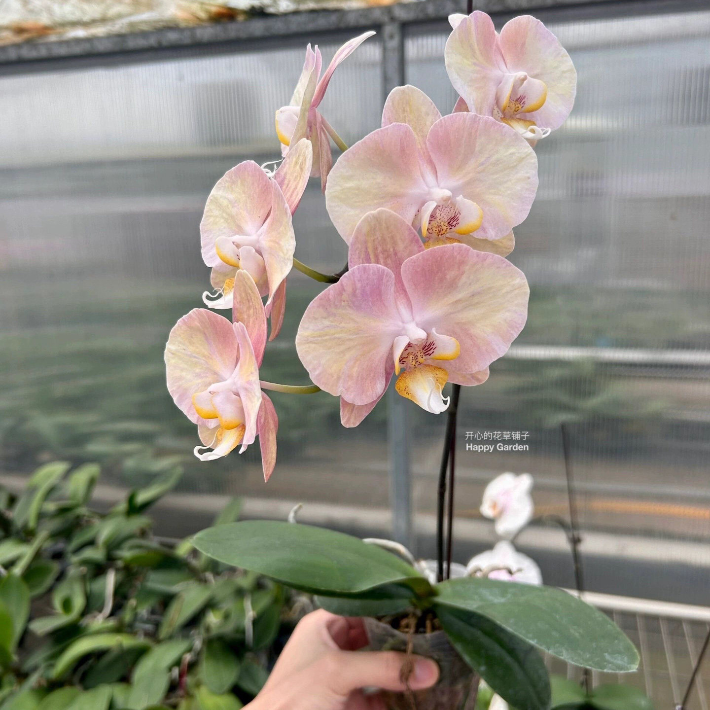 进口安祖蝴蝶兰盆栽 带花发货好养易活 花期长 送礼物 客厅书房