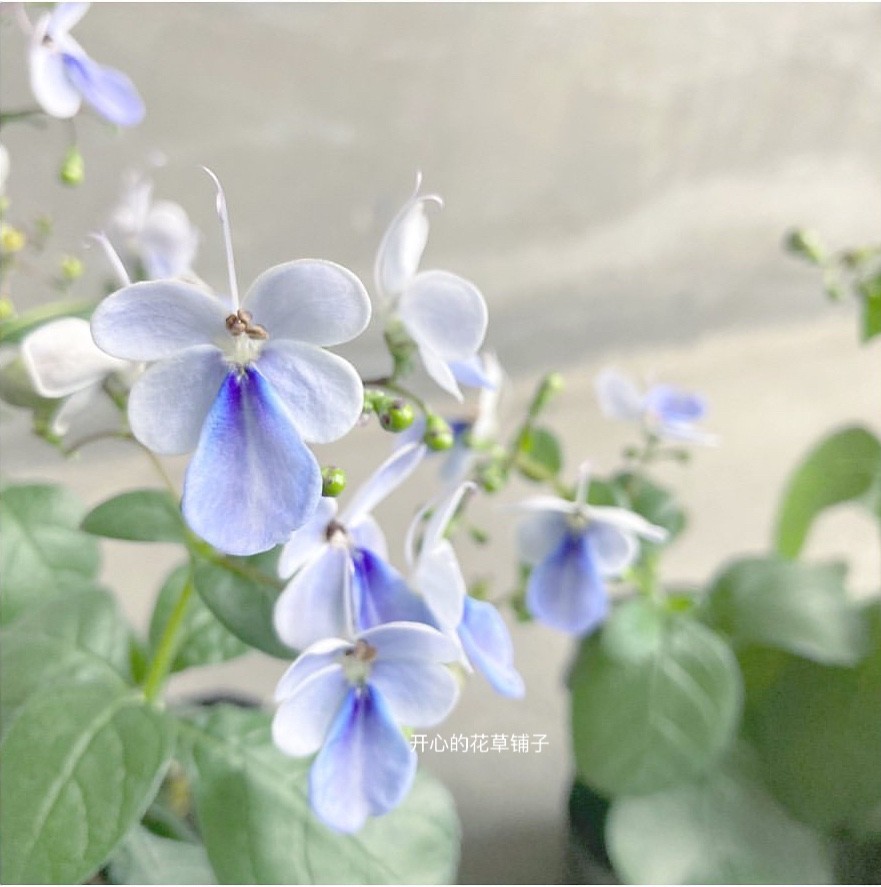 进口蓝蝴蝶盆栽耐热耐晒适合新手庭院花园阳台多年生