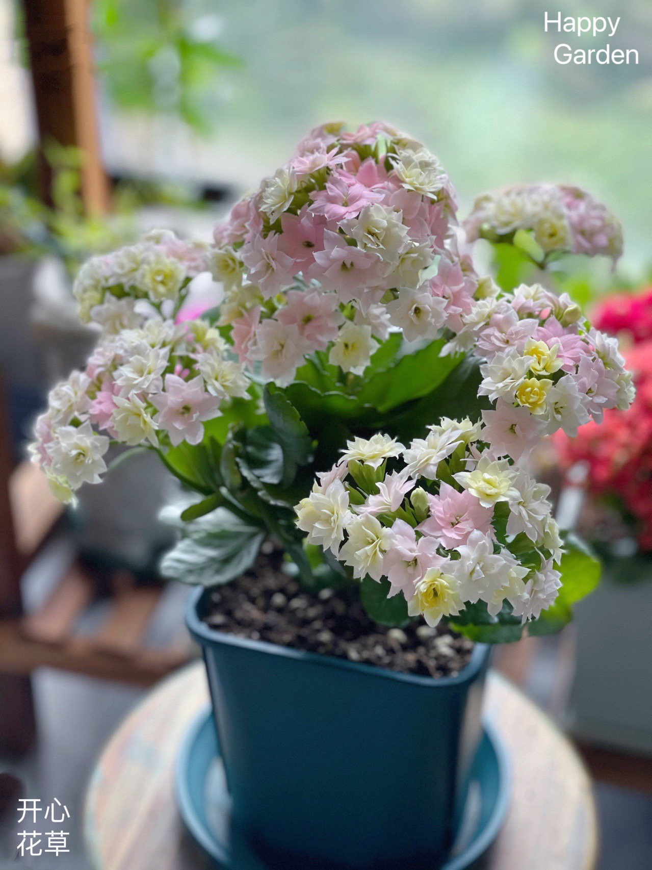 进口长寿花七彩重瓣变色龙马卡龙色阳台庭院开花不断植物盆栽