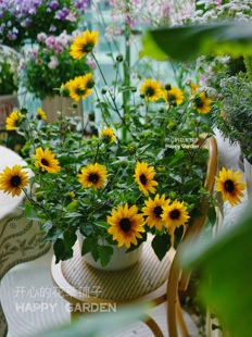 进口向日葵盆栽 光辉岁月  庭院阳台室内 耐热好养新手