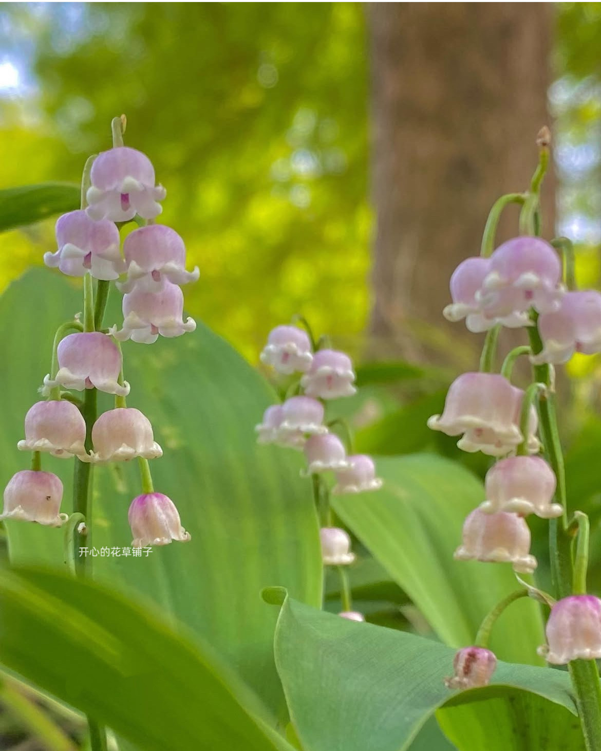 带花香 进口铃兰盆栽 带花苞 球根花卉 庭院阳台花园室内 耐阴