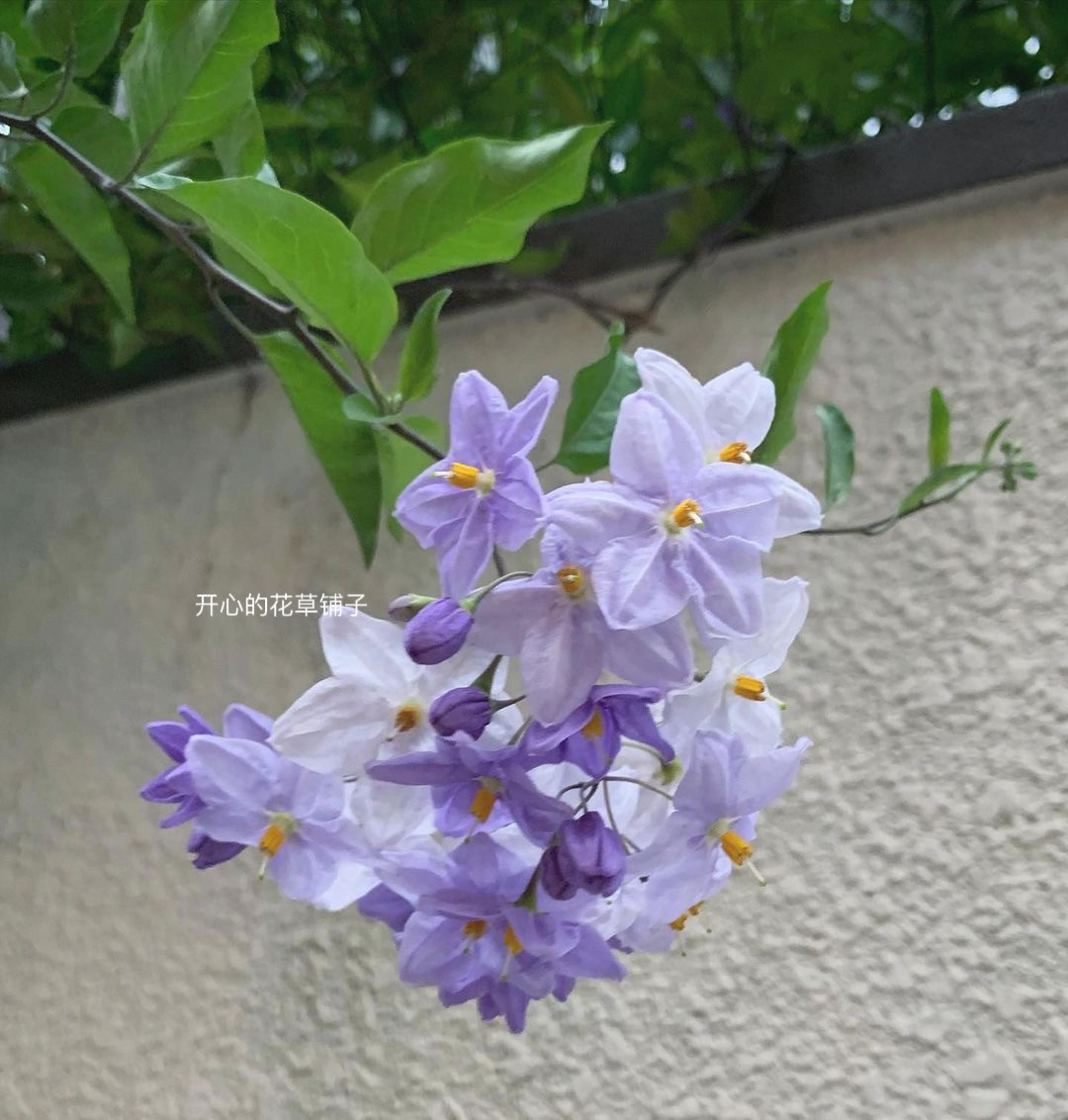 蓝花悬星藤耐热耐寒 开花多 多年生 星星花朵 庭院阳台花园