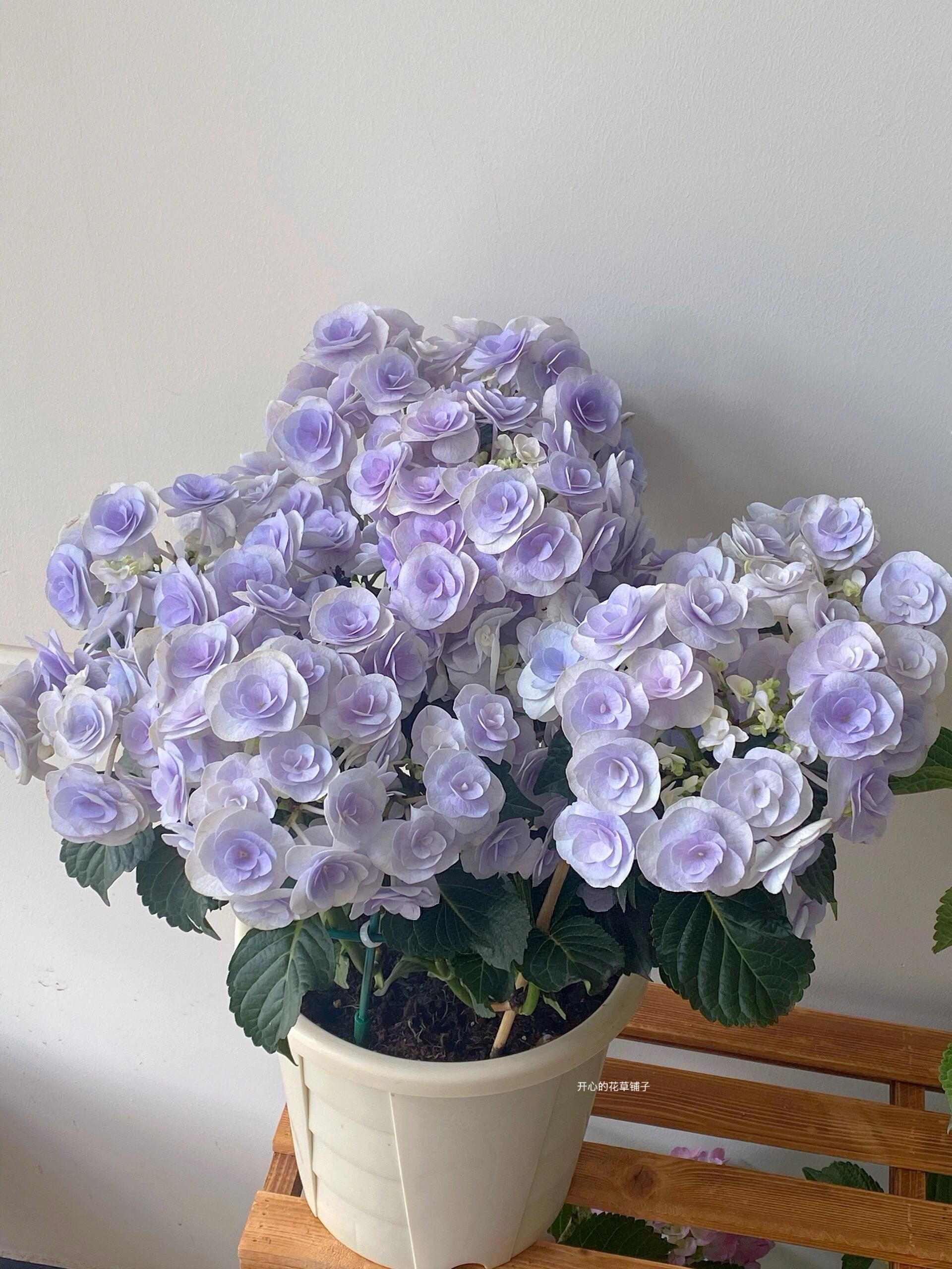 进口绣球盆栽 麒麟绣球寿绣球 多年生 花期长 耐热耐阴 庭院阳台