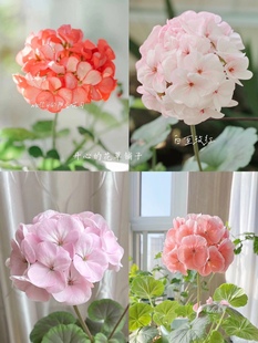 进口稀有天竺葵盆栽 白至玫红 颜色仙气 多年生 庭院阳台室内新手